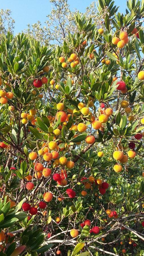 Corsica Monti Gite Appart Petreto-Bicchisano Luaran gambar